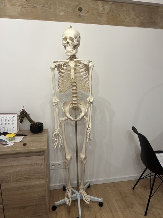 Model szkieletu człowieka anatomiczny