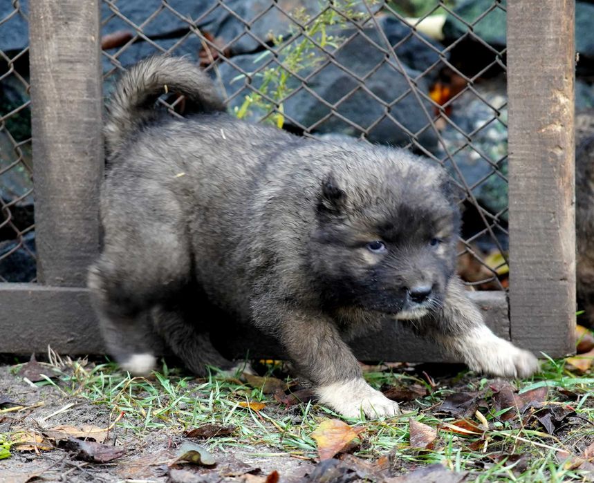 Цуценята кавказьких вівчарок