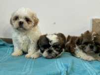 Szczenięta Shih Tzu