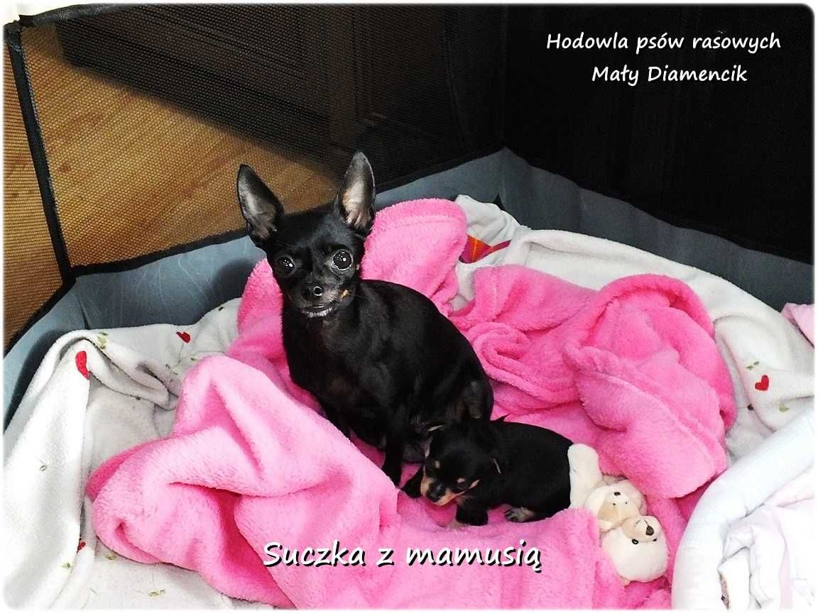 Mini Piesek BUBUŚ Ratlerek XS! Pinczer miniaturowy +Rodowód Do Odbioru
