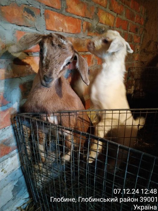 Продам 2кізочки(19.11.2024р. і цапик ( 23.11.2024 )