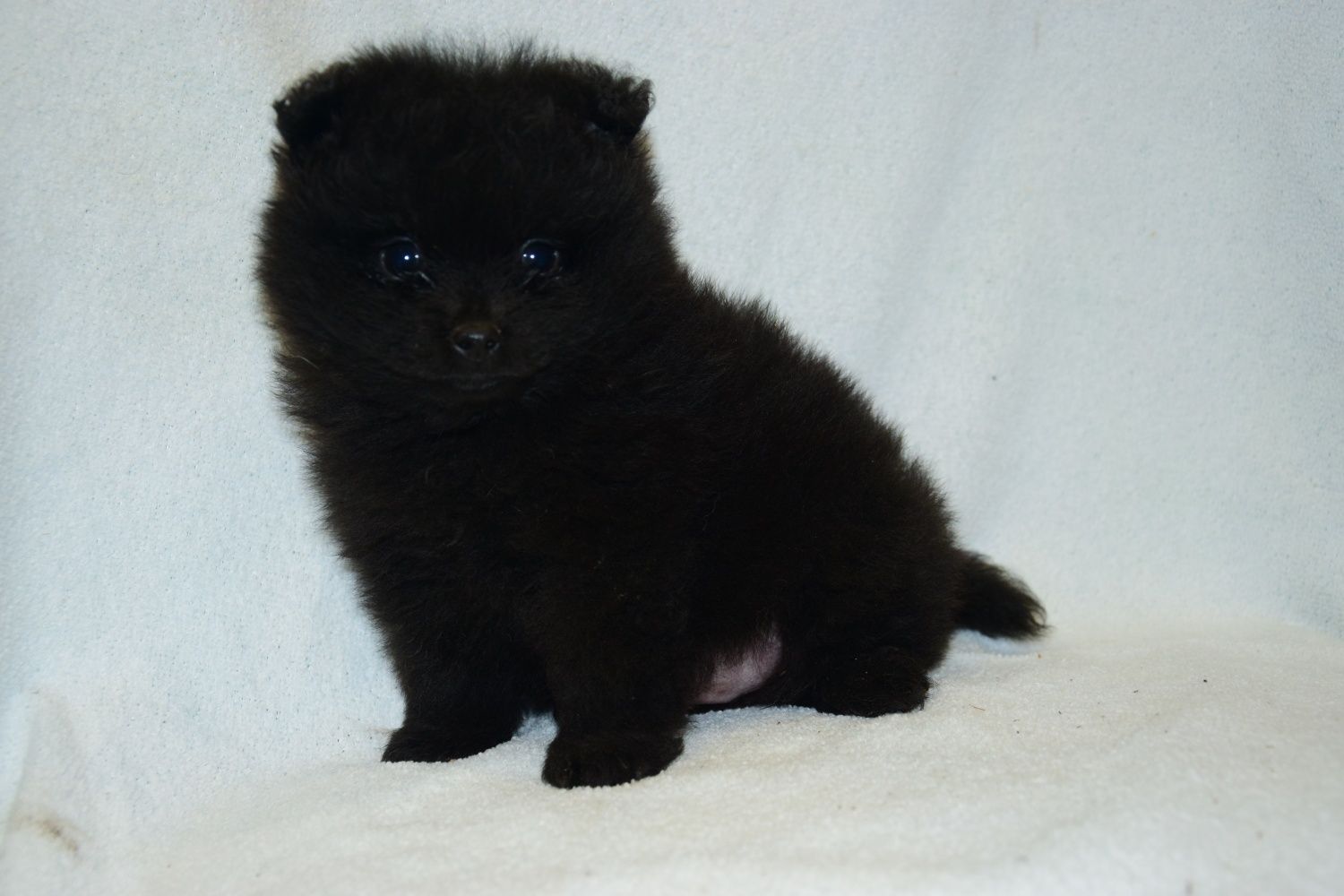 Szpic miniaturowy pomeranian gotowy do odbioru