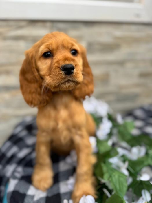 Cocker spaniel angielski sunia z rodowodem