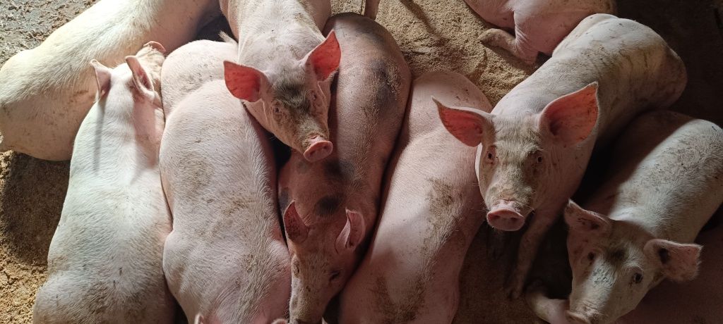 Свині м'ясна порода жива вага