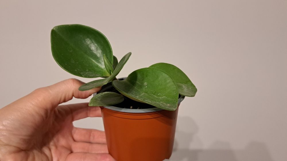 Паперомія туполиста