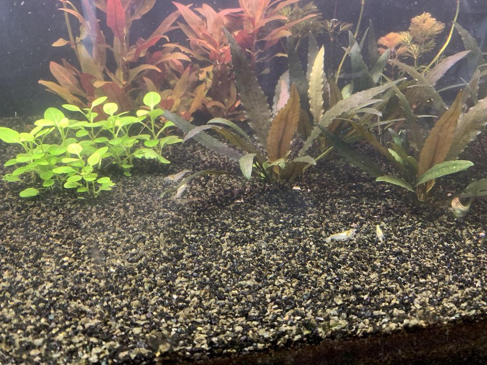 Krewetki white pearl