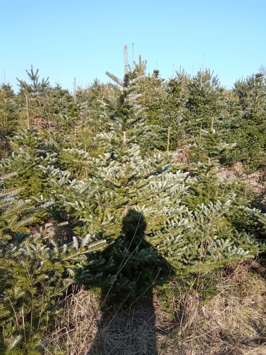 Brzoza brodawkowata,buk,grab,klon, lipa,dąb, jesion wyniosły,sosna