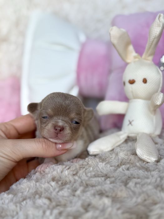 Chihuahua śliczna dziewczynka XS liliowa LALECZKA