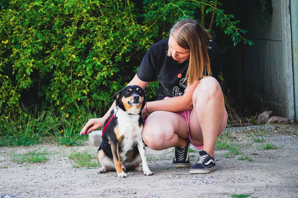 Fiber - uroczy piesek szuka domu