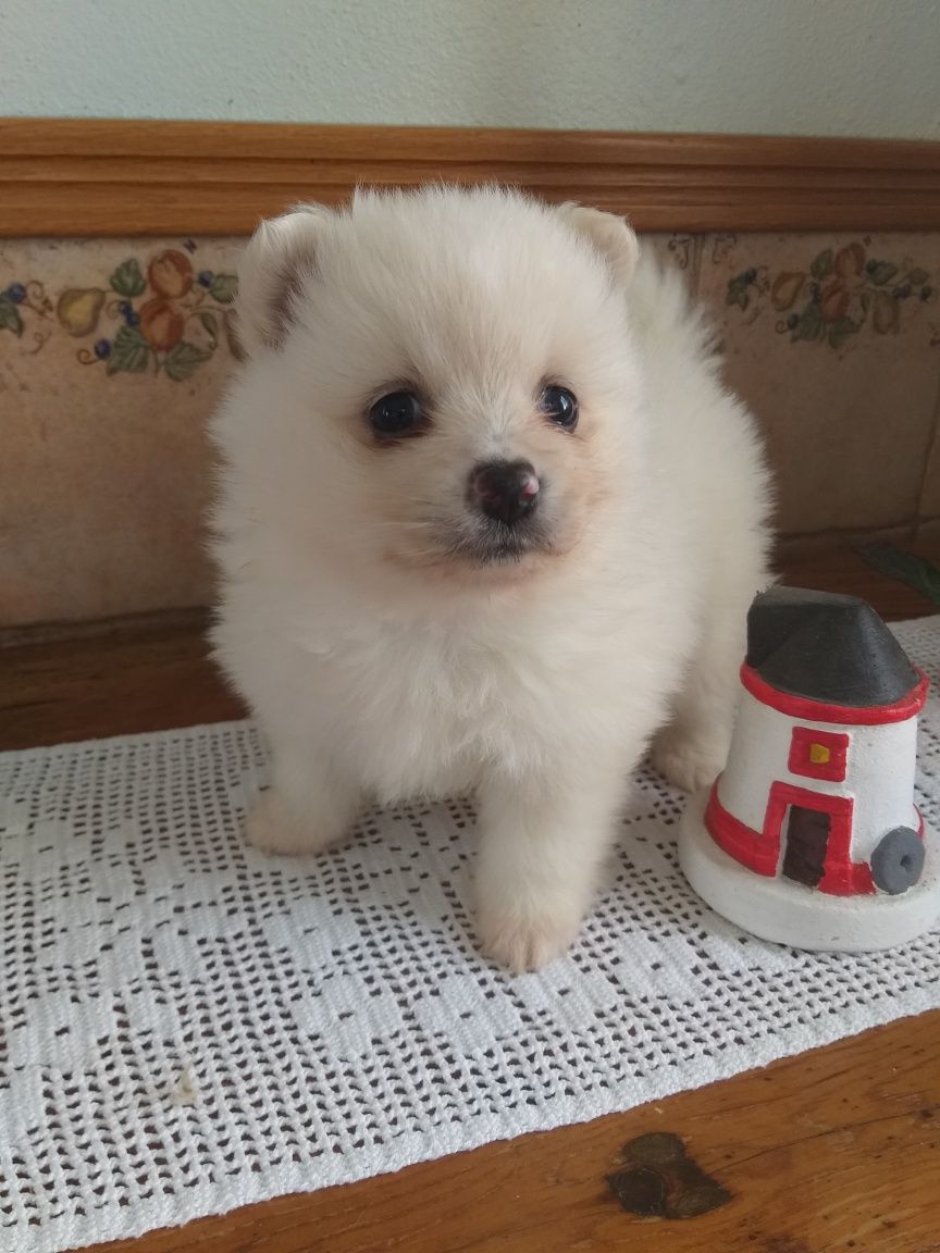 Lulu da Pomerânia (SPITZ Alemão)