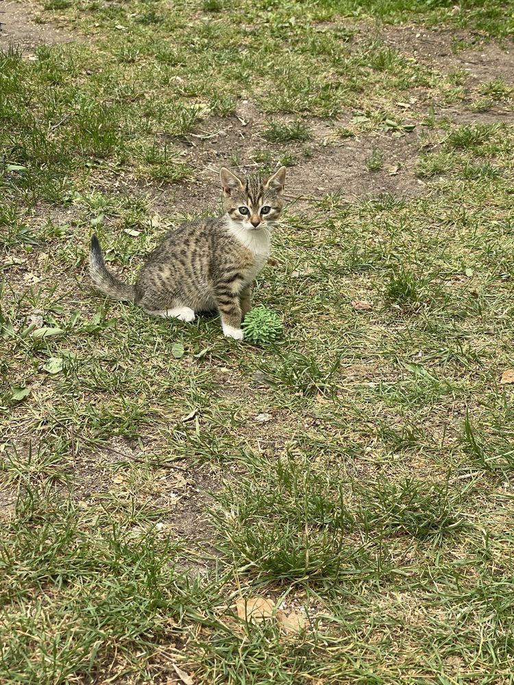 Kocięta oddam do adopcji