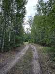 Dzialka Anastazew las, natura