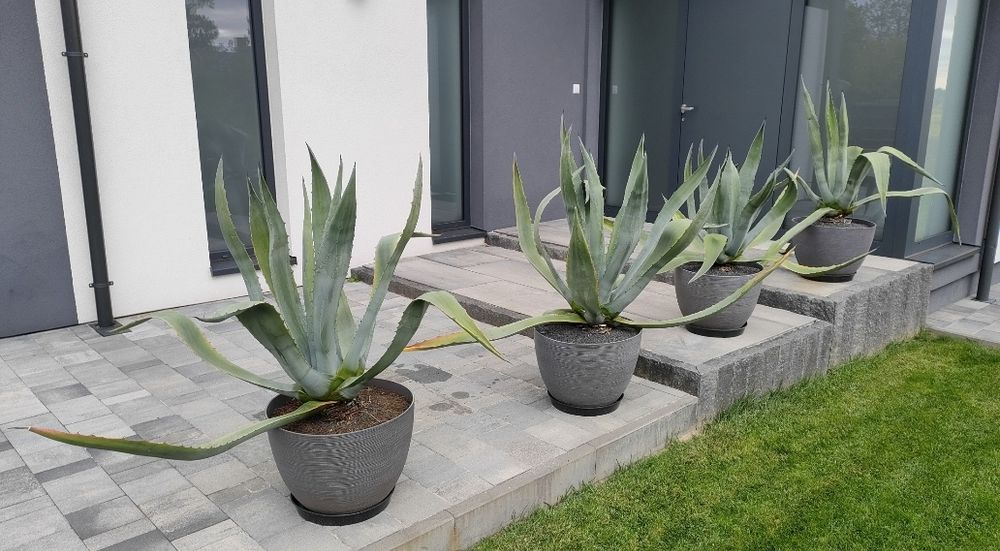 Agawa amerykańska 4szt. (115-125cm) Transport gratis*