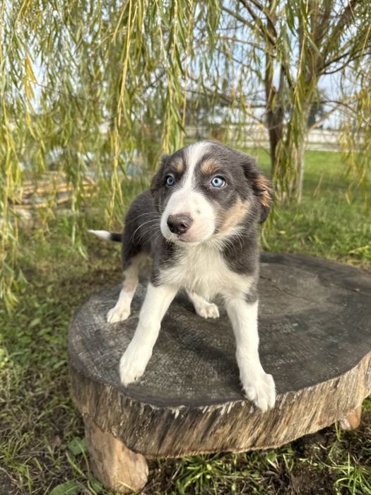 Border Collie Azul Lindo