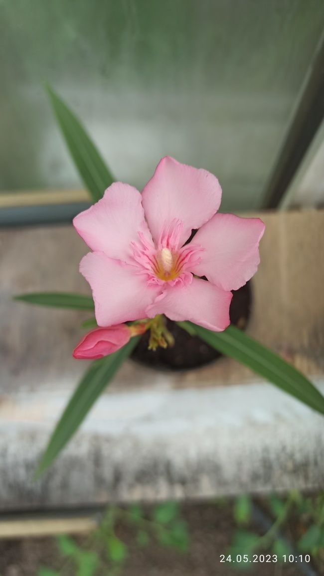 Różowy  oleander