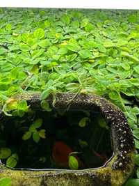 Шикарна плаваюча рослина в акваріум (плаваюча капуста) Пістія