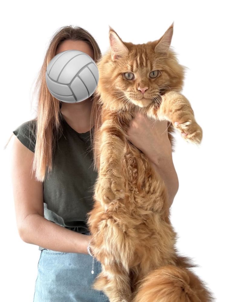 Gotowy do odbioru! Kocurek Maine Coon z badaniami Genetycznymi, FPL