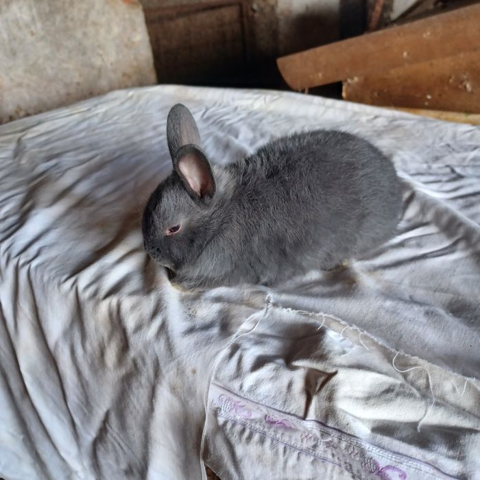 Vendo coelhos anões