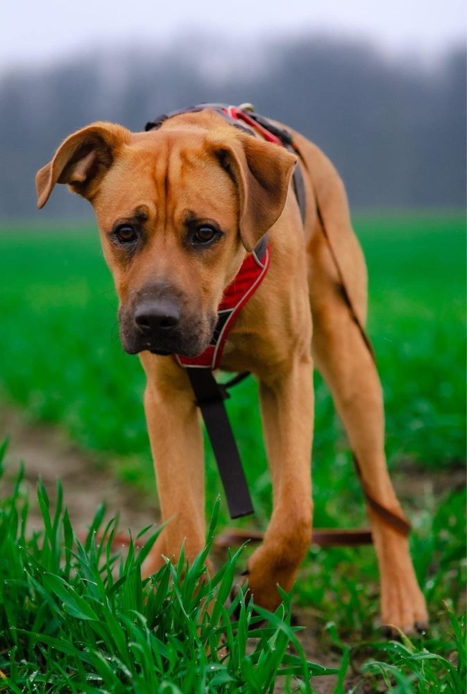 Adopcja Vadasza - młody, inteligetny pies kochający ludzi