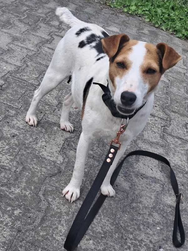 FOXI to ideał na czterech łapkach
