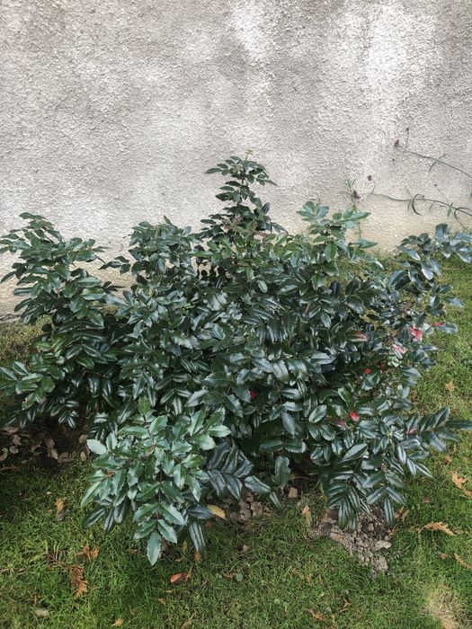 Mahoń gałązki mahonia