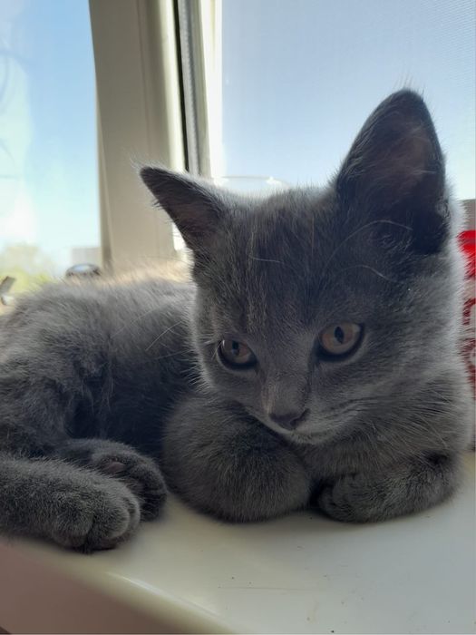 Шотландські кошенята