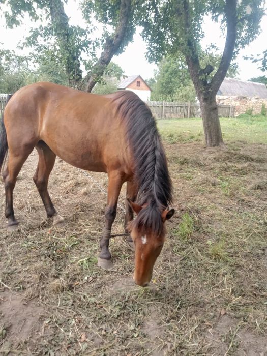 Продається кобила,4роки.