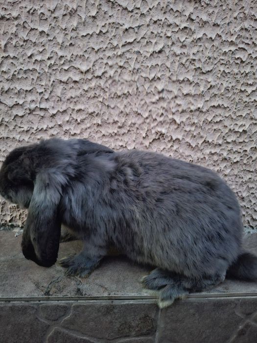 Кролик Французький баран