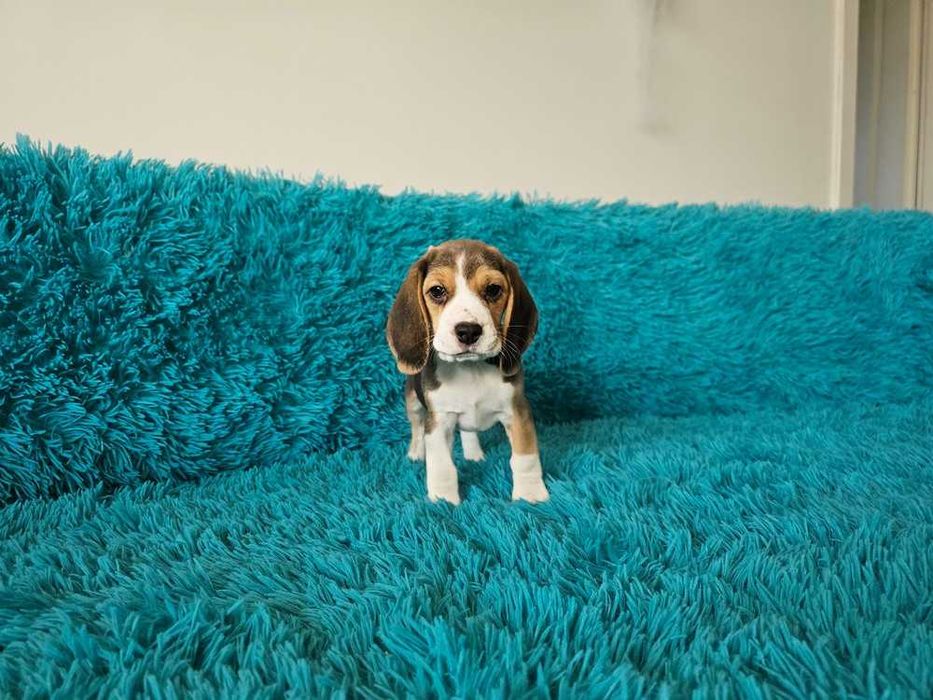 BEAGLE-suczka, ZKwP/FCI, mniejsza w typie,śliczna