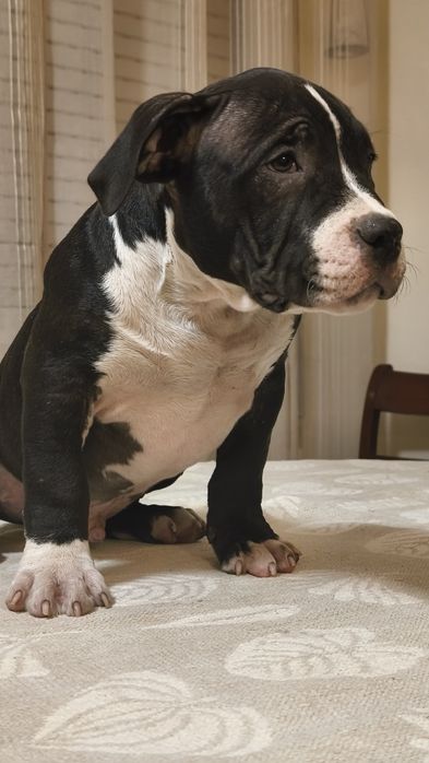 American Bully Pocket