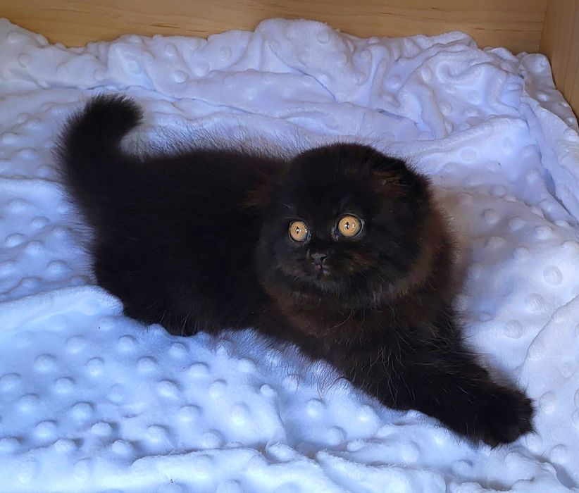 Zwisłouchy kocurek z rodowodem WCF