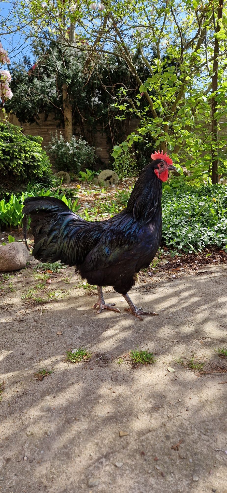 Kogut australorp