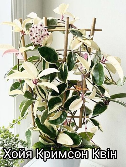 Пеларгонии. Розебудные, Королевские, плющелистные. Хойя. Традесканція.