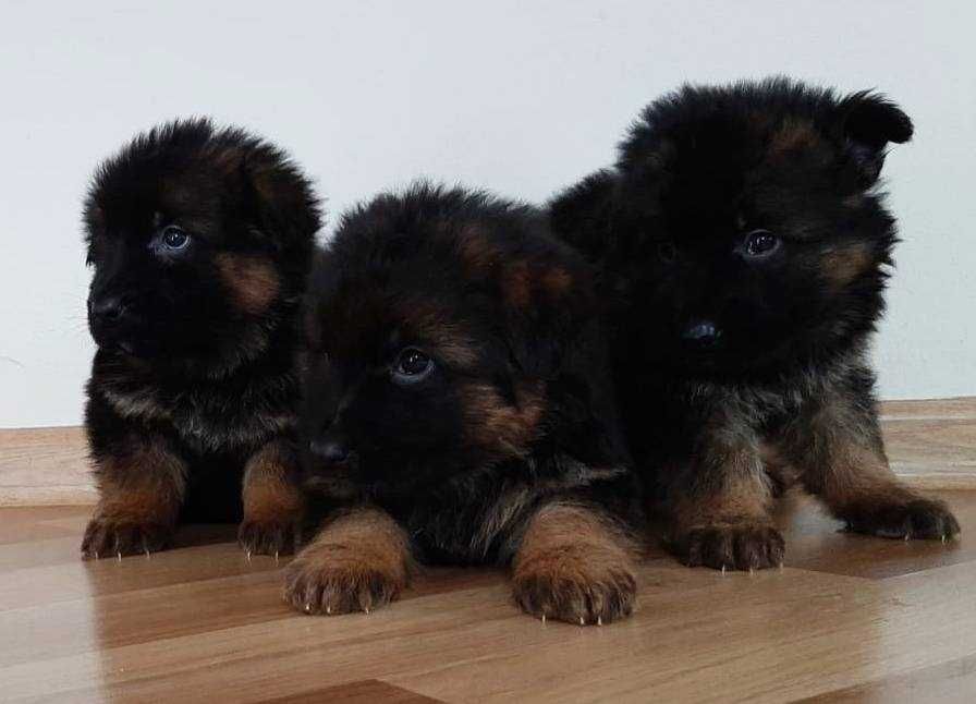 Szczeniak owczarek niemiecki