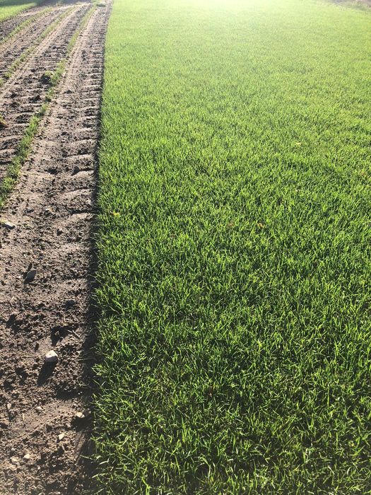 Trawa z rolki, rolka trawy, trawa rolowana, trawnik, producent