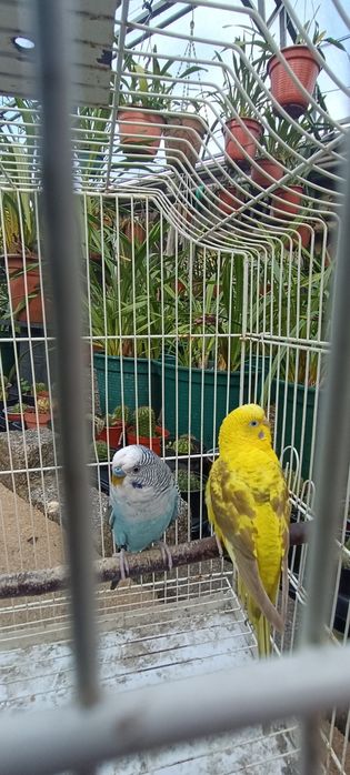 Casal periquitos asa negra