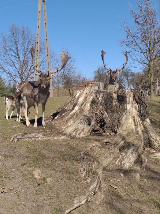 Daniele byki i łańki na sprzedaż