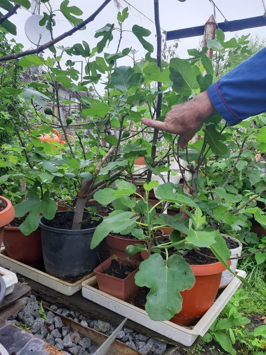 Саженцы инжира от 10 см до 2м с плодами