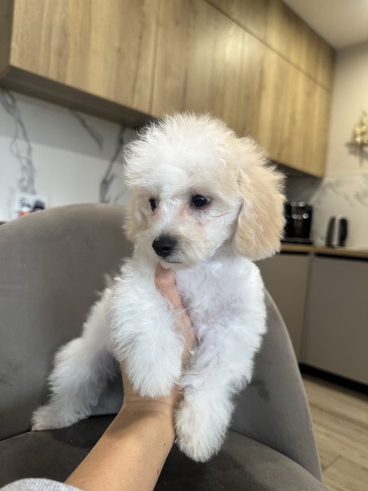 Міні дівчинка Мальтипу F1 Тедді фейс пудель