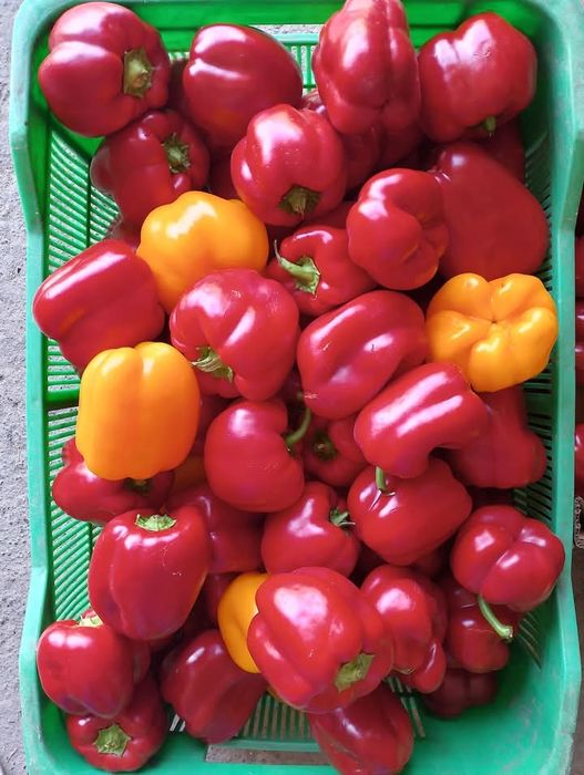 Warzywa z własnej plantacji