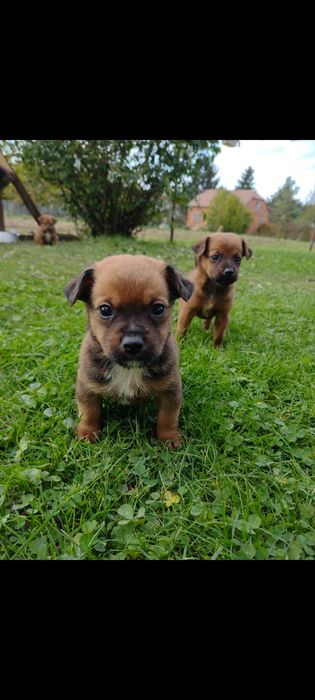 Oddam w dobre ręce za darmo