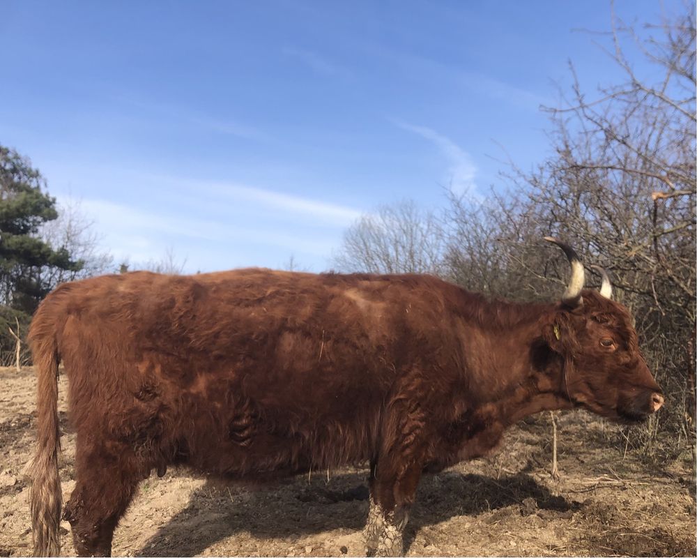 Bydło Szkockie Highland Cattle , Szkockie-Salers