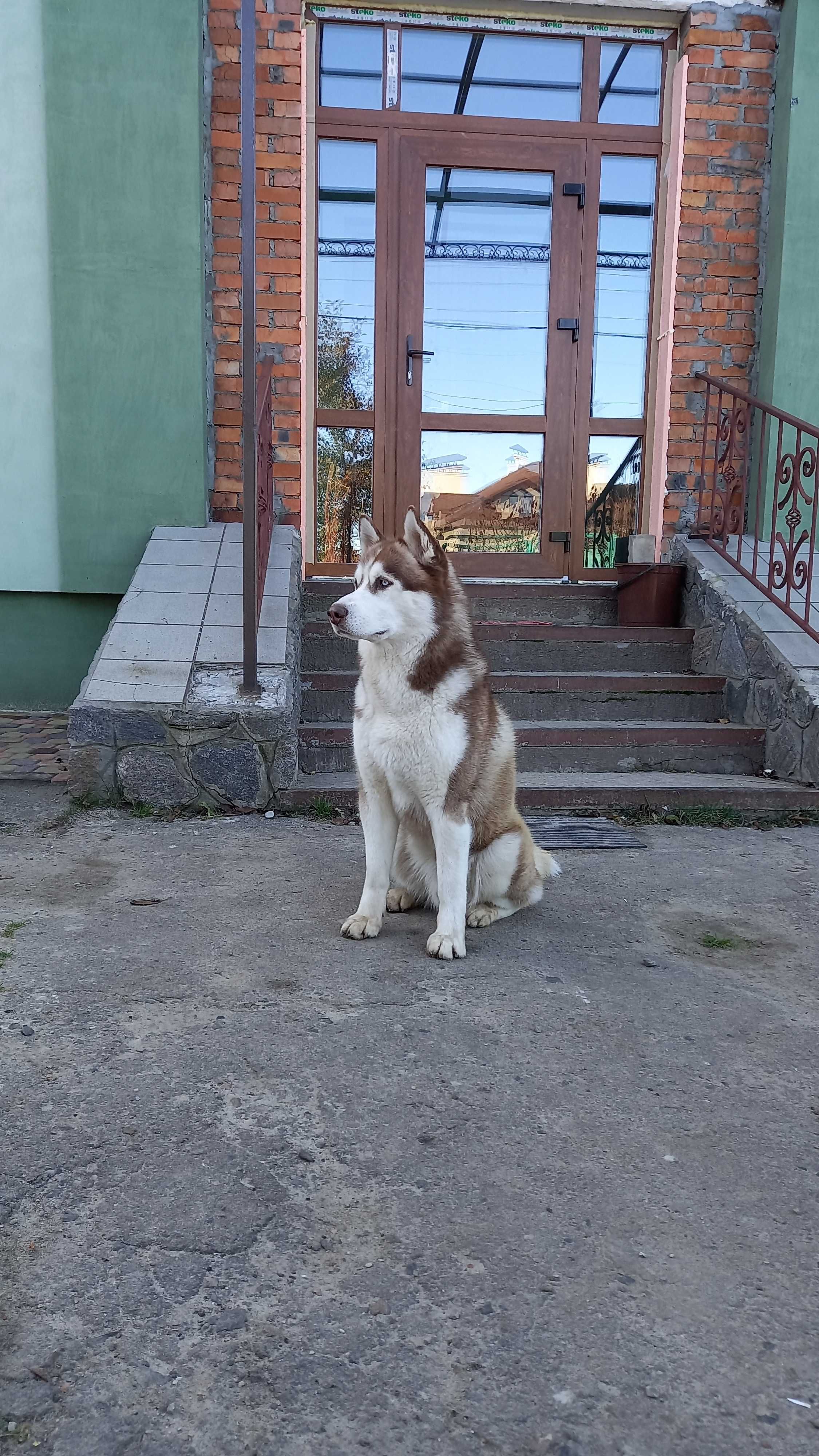 Сибірський хаскі. В"язка. КСУ.