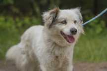 Piękna młoda długowłosa suczka Liliada w typie border collie