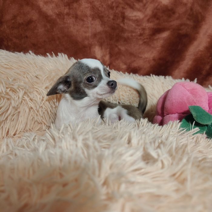 Malutki piesek chihuahua 1.1 kg