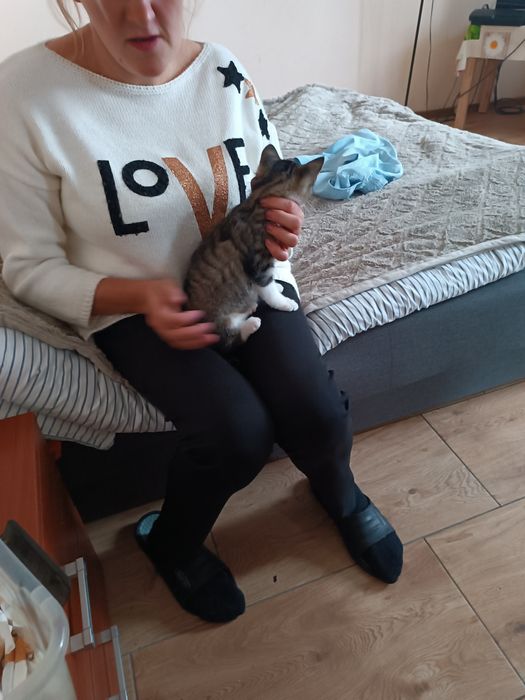 Oddam za darmo  dwie kotki