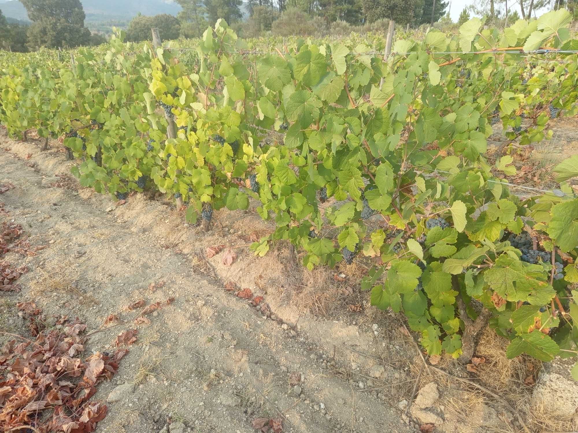 Uvas em produção biológica certificada