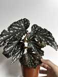 Begonia spotlight black