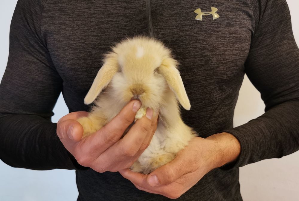 KIT Coelhos anões orelhudos(mini loop) lindíssimos e muito dóceis