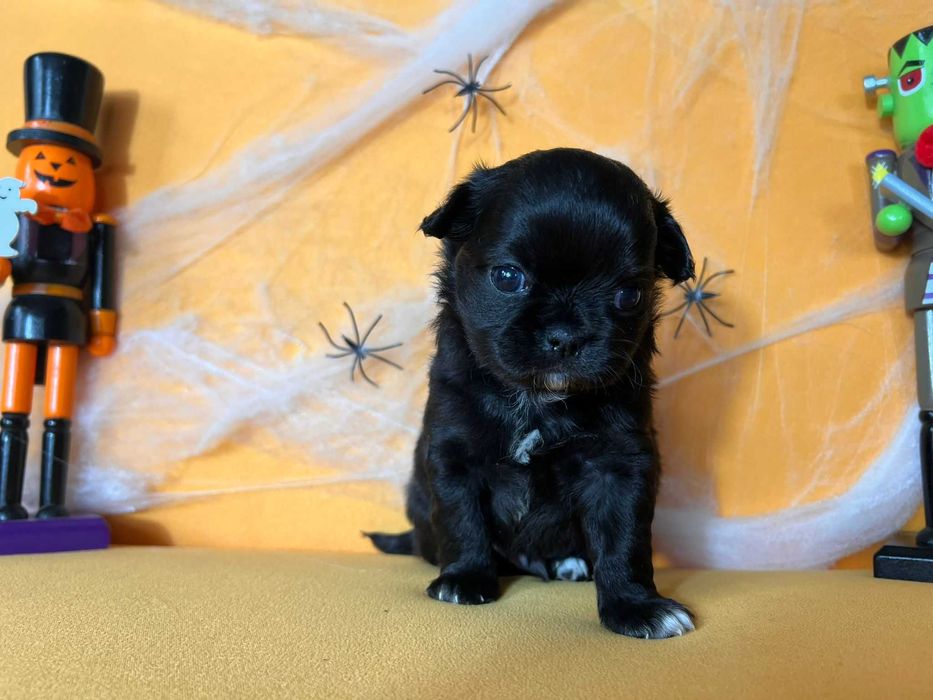 Chihuahua długowłosy Piesek CZARNY szczeniak